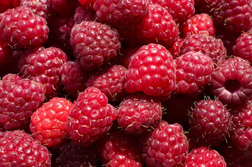 Raspberries background close up