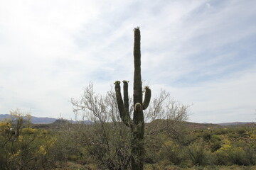 Arizona Desert | Saguaro