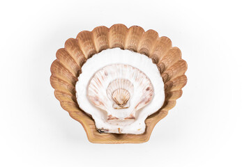 Sea shell, white isolated background