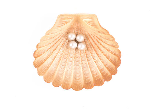 Sea shell with pearl, jewelry, white isolated background