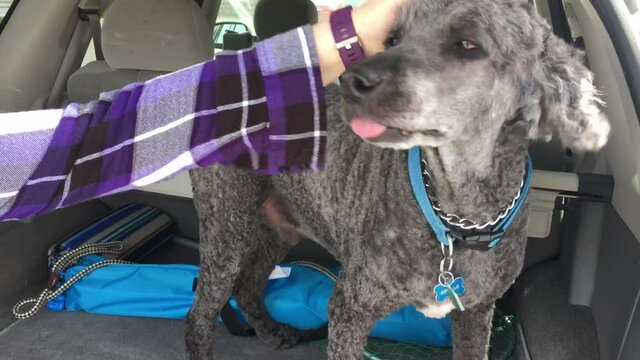 Large obedient poodle hops into back of truck after getting its haircut with owner petting. 
