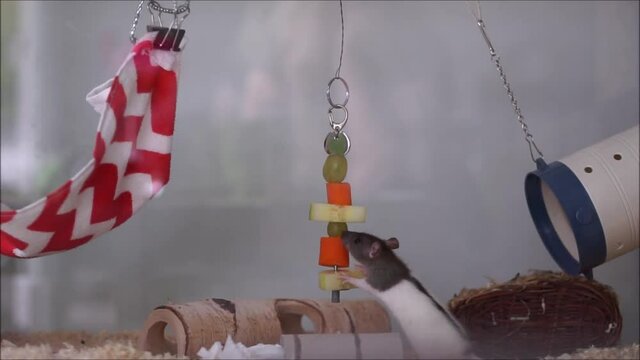 Ratte beim fressen