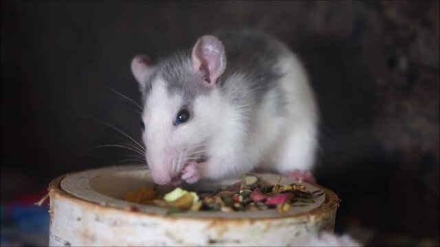 Ratte beim fressen