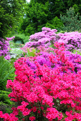 Obraz premium Colorful flowering bushed in the park