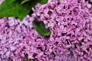 Flowering branches of lilac. Close-up
