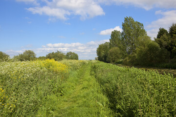 grassy towpath in summer