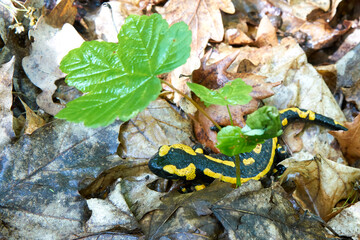 Feuersalamander im Nationalpark Harz