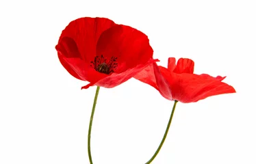 Photo sur Aluminium Coquelicots Beau coquelicot rouge isolé