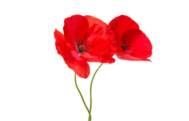 Beau coquelicot rouge isolé