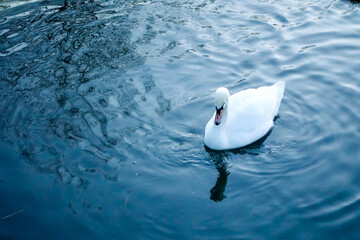 Swan