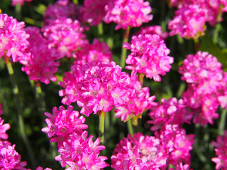 Obraz premium Armeria maritima - Sea thrift in full bloom 