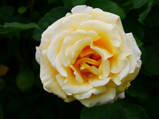 A cream rose with a yellowy centre