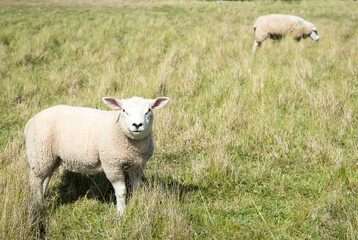 Obraz premium White goat animals