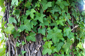 Obraz premium a lot green leaves growing around a tree