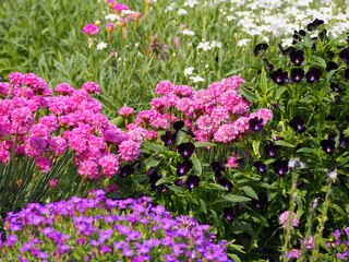 Obraz premium Armeria maritima - Sea thrift in full bloom 