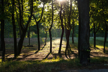 Morning in the forest