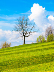 Fototapeta na wymiar Freshly mown lush green meadow with a small tree, blue sky and white clouds on a sunny day. Spring landscape.