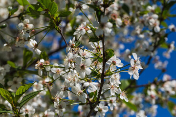 Blossoming of cherry flowers in spring time