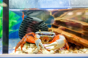 Crab in the aquarium