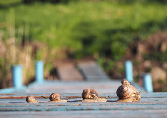 Snails family trip racing going home