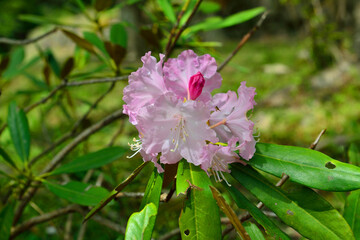 Obraz premium 鹿嵐山のシャクナゲ