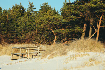 dunes and forest