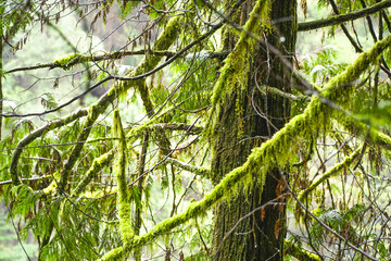 Fototapeta premium Wonderful mossy trees in the Canadian rain forest
