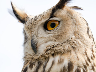 Close up portrait of an eagle owl (Bubo bubo) isolated on white background with a funny expression