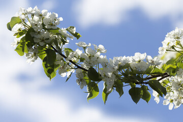Pear branch with blossoms on sky background