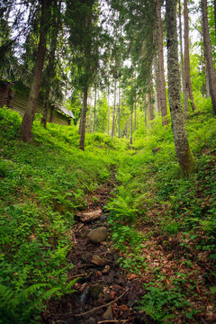 Fototapeta Green pine forest, nature background