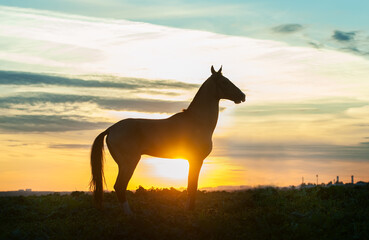 Obraz na płótnie Canvas silhouette of akhal-teke horse on sunset