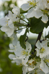 blooming Apple tree with ants