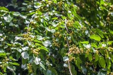 Fresh white mulberry berries on tree, mulberry tree