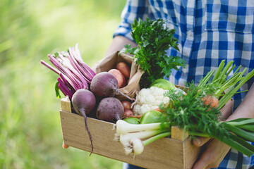 Crate full of fresh organic vegetables and herbs in women's hands
