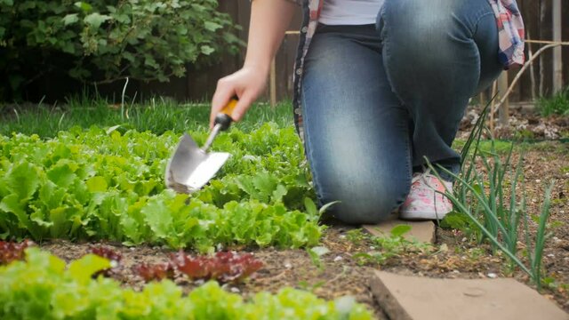 4k video of female gardener digging hole in ground for planting salad