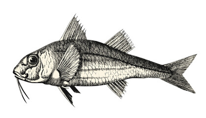 retro vintage seafood design element: goatfish, surmullet or red mullet, edible sea fish