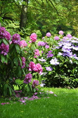 Jardin en été , rhododendrons en fleurs 