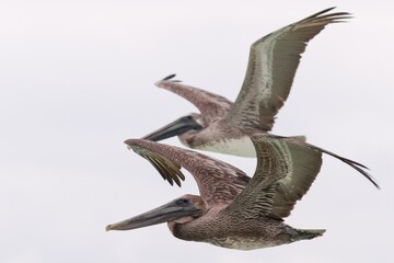 Zwei Pelikane im Flug am Strand von Yucatan Mexiko.