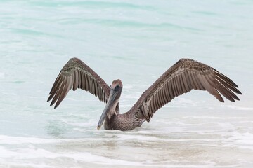 Pelikan am Strand von Yucatán Mexiko bei der Landung im Atlantik.