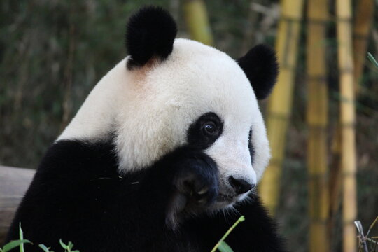 Playful female panda in Guangzhou,China