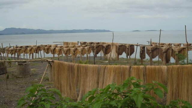 Abaca fiber, known as Manila Hemp, drying in an island village. abaca rope. Fbers are dried palm trees on the beach. Philippines 4K video.