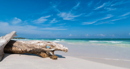Fototapeta premium Strandgut am Strand von Yucatan - angeschwemmter Baum