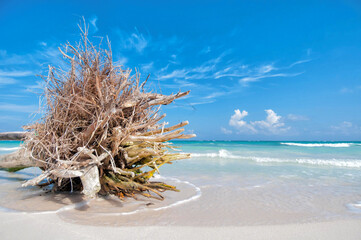 Strandgut am Strand von Yucatan in Mexiko