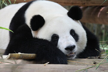 Sub-Adult Fluffy panda in China