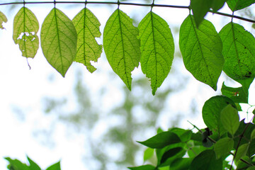 green leaf,  extreme low angle shot