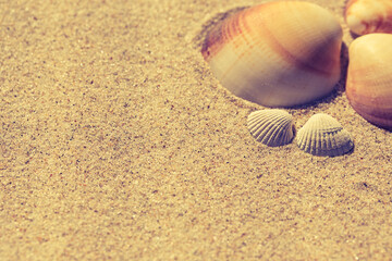 Summer beach with a starfish on a background. Summer beach background.
