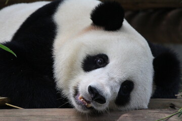 Sub-Adult Fluffy panda in China