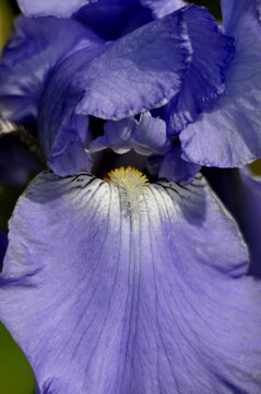 iris bleu 