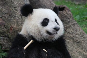 Fototapeta premium Sub-Adult Fluffy panda in China