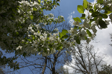Twig of an apple tree with a white flower